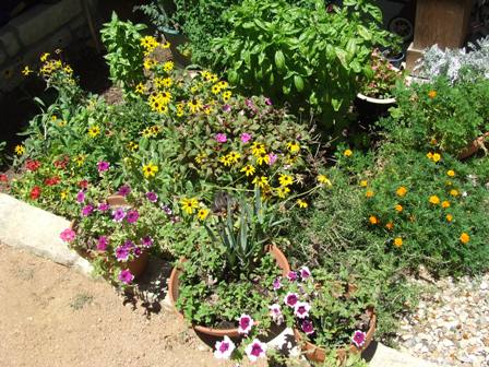 Flowers in the KidWorks therapeutic garden