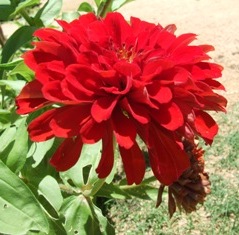 garden-red-flower