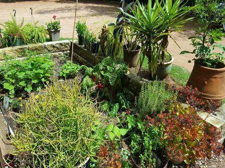 The vegetable beds in the KidWorks garden
