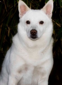 Marshmellow Pokluda, Clinic Pet Therapist